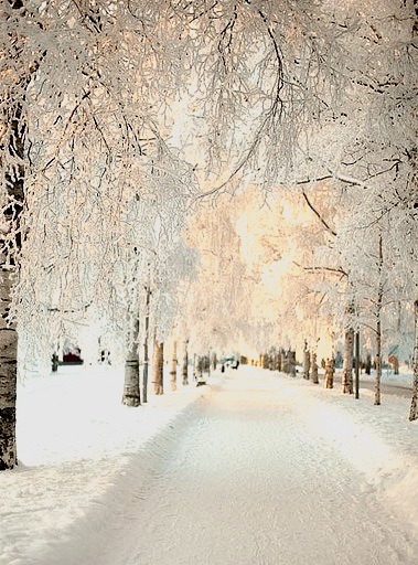 Snowy Morning, Sweden