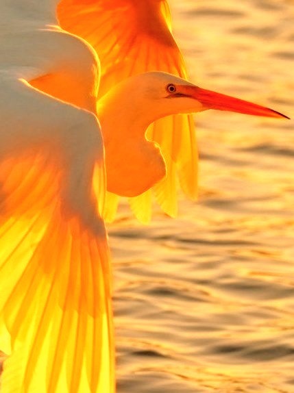 Egret at Sunset, Pismo Beach, California