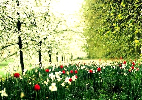 Spring, Trinity Meadow, Cambridge, England