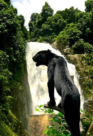 Black Jaguar, Mexico