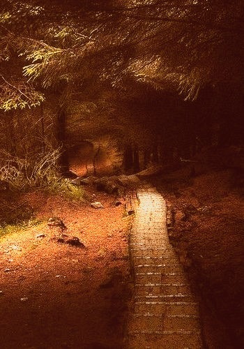 Forest Path, Wicklow, Ireland