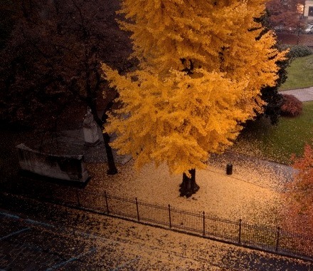Autumn Tree, Turin, Italy