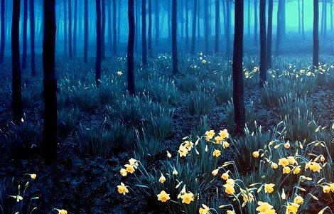 Yellow on Blue, Black Forest, Germany 