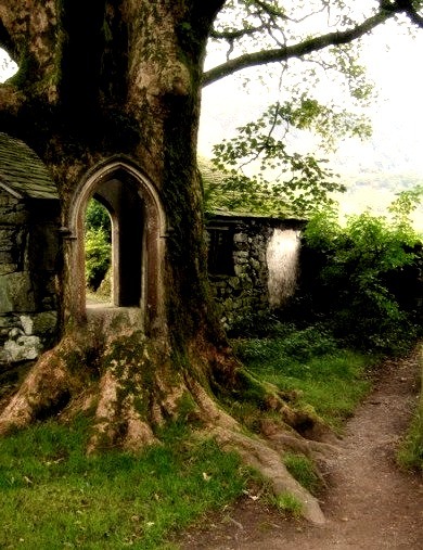 Tree Portal, Ireland 