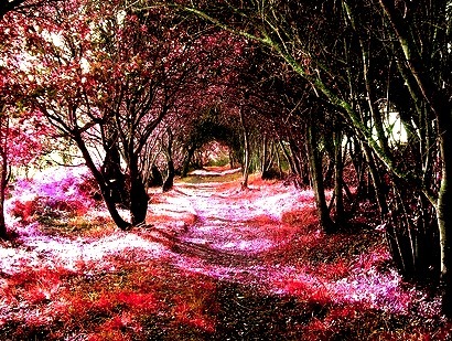Magical Forest, Sena, Chile 
