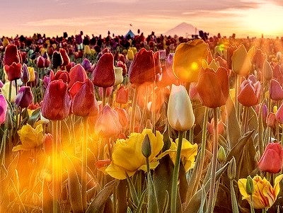Tulip Sunset, Woodburn, Oregon