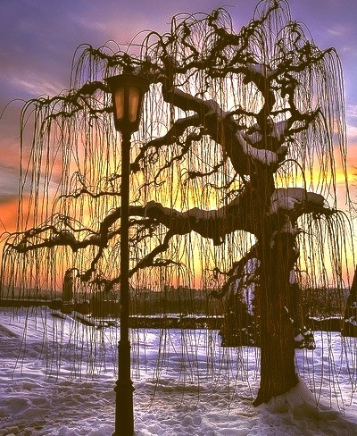 Sunset Tree, Belgrade, Serbia